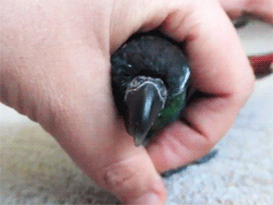 bird in the hand worthless if not backed up offsite - bird gif